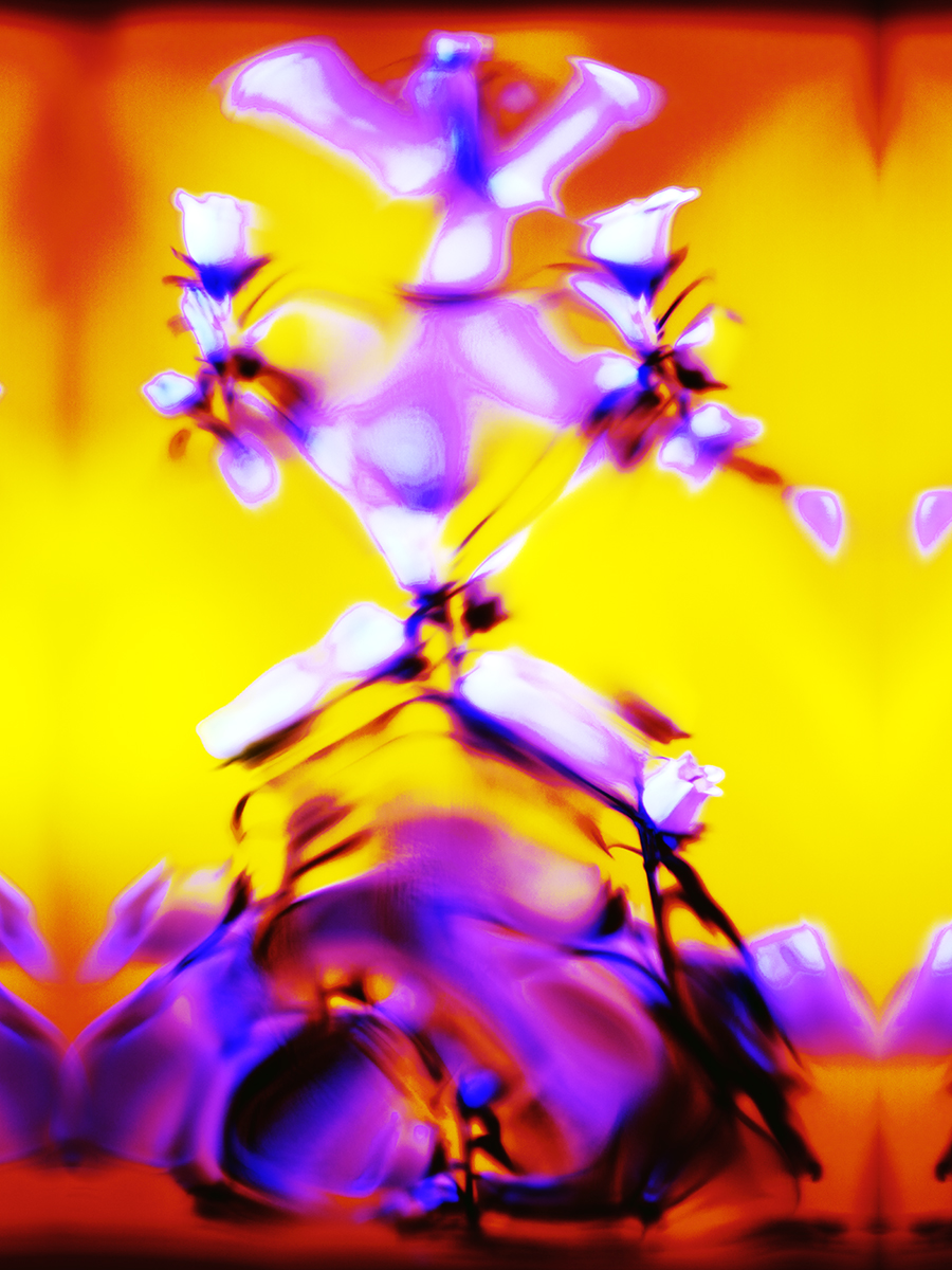 Berliner Blumen — fine-art print edition by Claudia Malecka