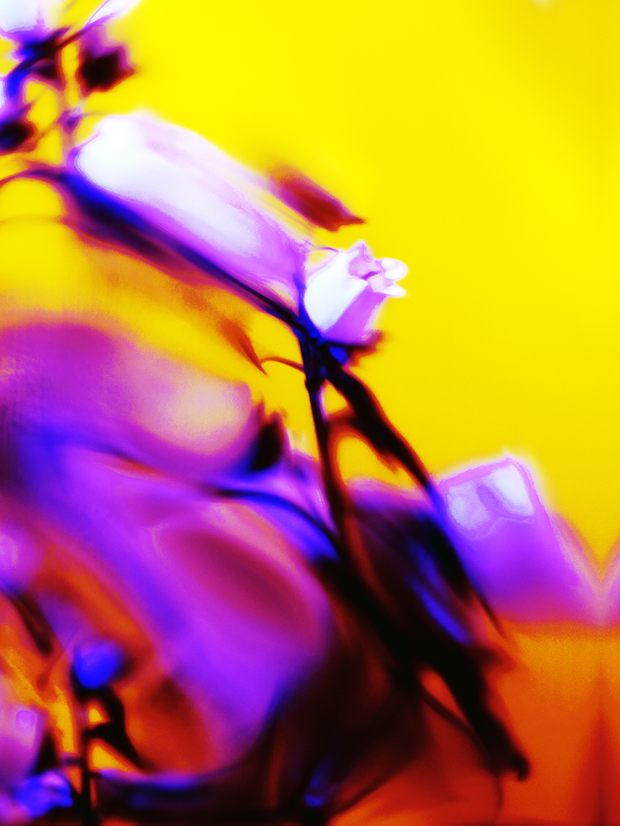 Claudia Malecka — Berliner Blumen — Fragment 1